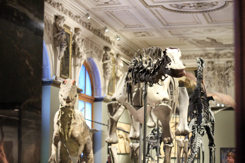 ウィーン自然史博物館の恐竜骨格